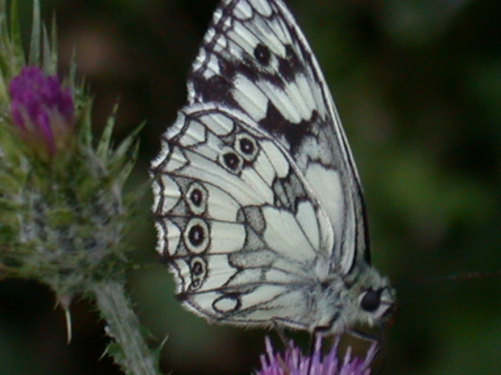 Polyommatus (Polyommatus) thersites